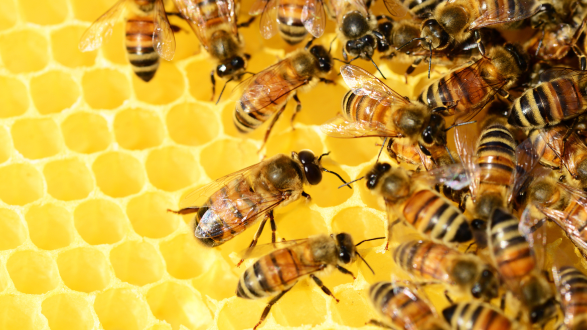 Come allontanare le api in modo naturale